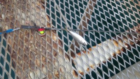 アジのサイズが良くなりました　下関フィッシングパーク